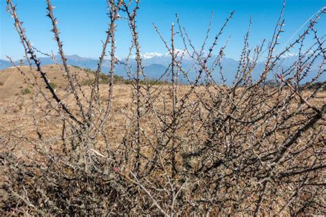 Prickly Thorn Bush stock image. Image of keywords, danger - 108881785