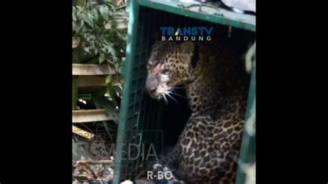 Abah Si Macan Tutul Dilepasliarkan Ke Gunung Syawal Ciamis Youtube