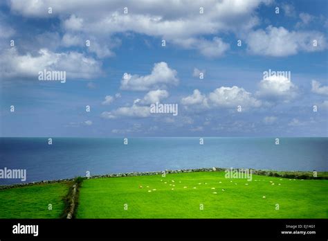 Sheep In Pasture With Ocean Galway Bay Black Head The Burren