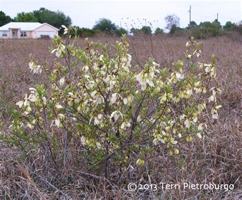 Florida Native Pawpaws An Interview With Terri Pietroburgo Pt I