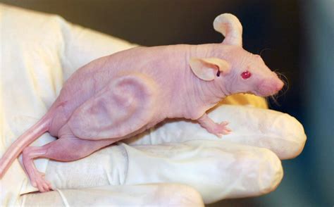 genetically modified organisms examples  story