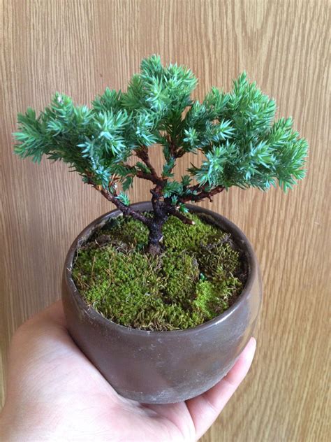 Mini Bonsai Mini Bonsai Bonsai Garden Miniatures Canning Plants