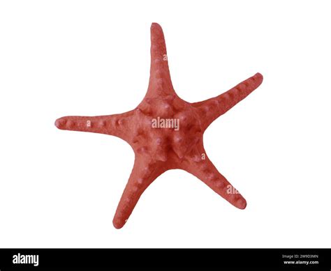 Big Starfish Isolated On White Background Stock Photo Alamy