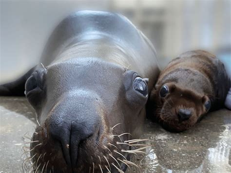 Stellar sea lion pup in Vancouver aids research to rebuild species ...