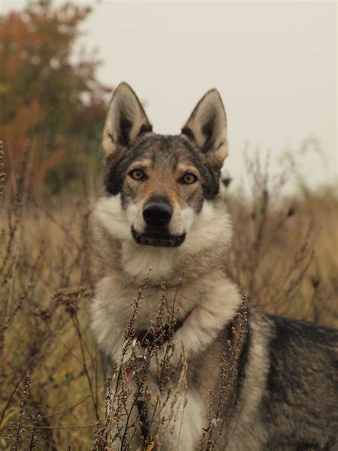 Omg It Looks Adorable Also The Kind Of Dog People Avoid But Why