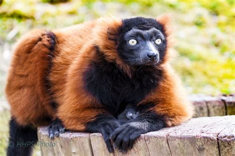 Roter Vari Foto & Bild | natur, zoo, tiere Bilder auf fotocommunity