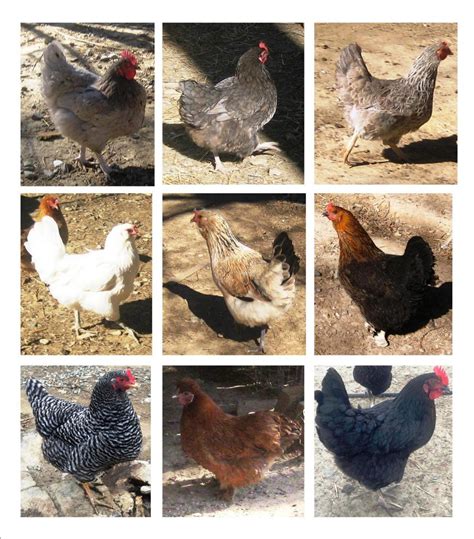 Fertile chicken eggs mixed breeds regular size - for hatching