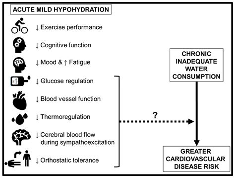 Nutrients | Free Full-Text | Hydration Status and Cardiovascular Function