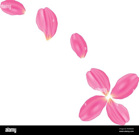 Vector Illustration Set Pink Rose Petals White Background Stock