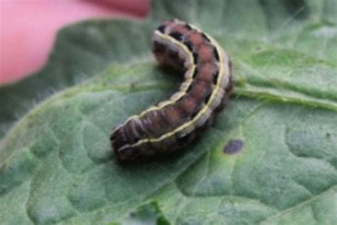 Holes In Tomatoes How To Kill Tomato Fruitworms