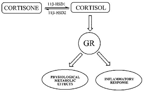 Intracellular Action Of Cortisol Depends On The Conversion Of Cortisone