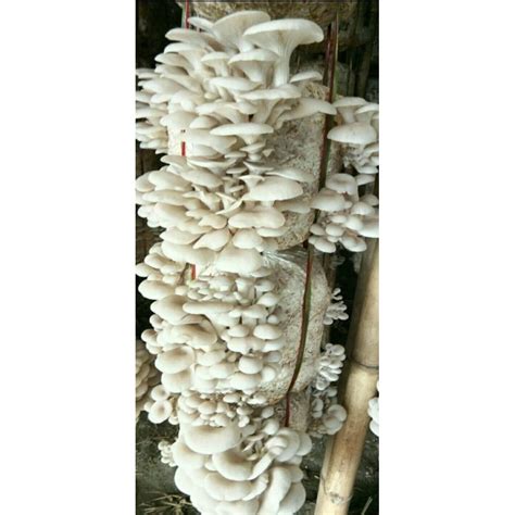 Oyster Mushroom at Rs 130/kilogram | Agartala | ID: 19879346930