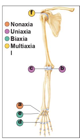 Plane Joint In The Arm