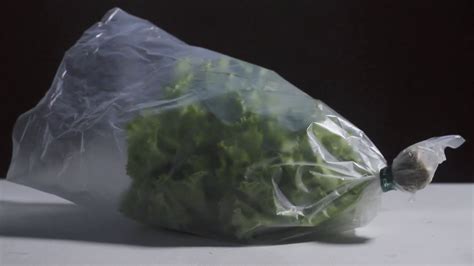 A LETTUCE PACKAGING CINEMATIC B ROLL MEMBUNGKUS SELADA B ROLL YouTube