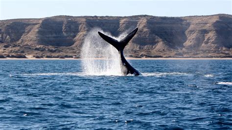 Qué hacer en Chubut los mejores atractivos para visitar en la provincia