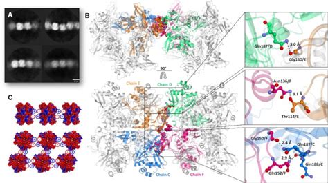 Allosteric Regulation And Crystallographic Fragment Screening Of Sars