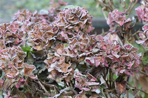 Зимняя защита гортензий — способы и правила. Фото — Ботаничка