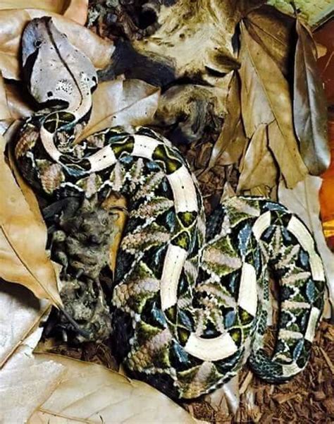 Gaboon Viper Bitis Gabonica With Particularly Lustrous Teal And Jade