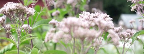 The Naked Gardener Film Independent