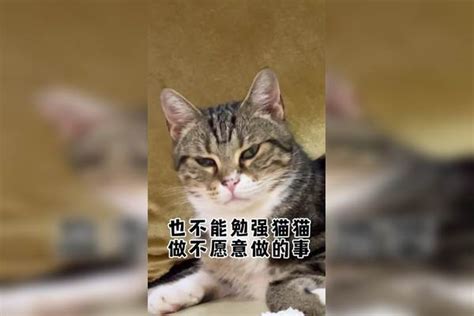 昨晚又和贴贴猫闹掰了 戏精猫 记录猫咪日常 猫咪