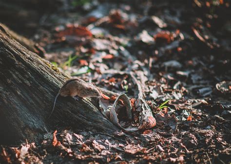 Маленькие обитатели парка | Пикабу