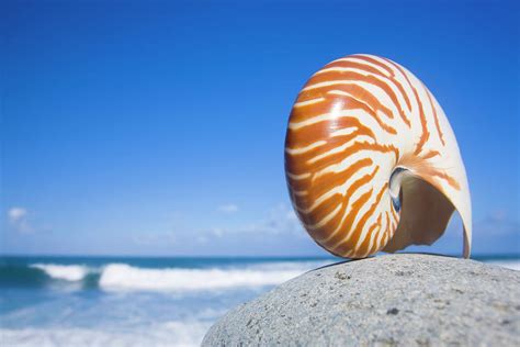 nautilus shell  alex bramwell