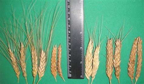 Spikes Of The Parent Forms A Purple Grain Wheat Tri Naked