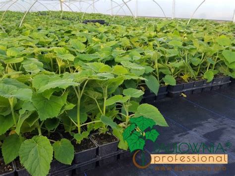 Paulownia Pao Tong Z07 pot 600ml box 24 pc.