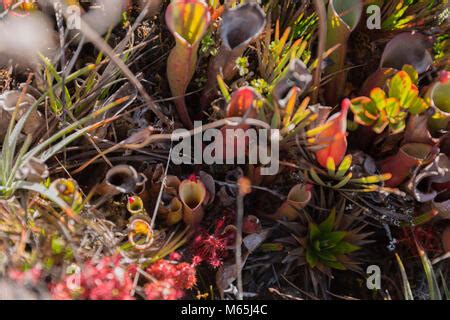 Carnivorous Plant at Mount Roraima - Canaima National Park Stock Photo ...