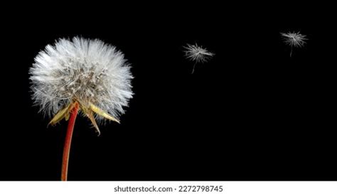 218 Naked Dandelions Images Stock Photos 3D Objects Vectors Shutterstock