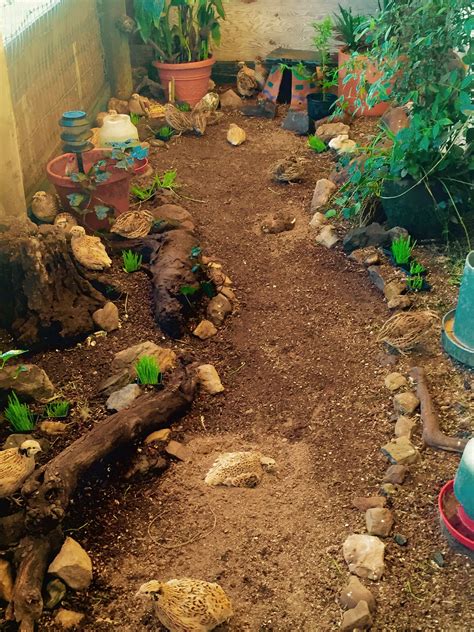 How To Build A Quail Habitat With Pictures Artofit