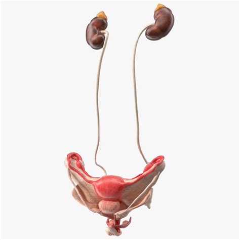 Free Blender Anatomy Vagina Models Turbosquid