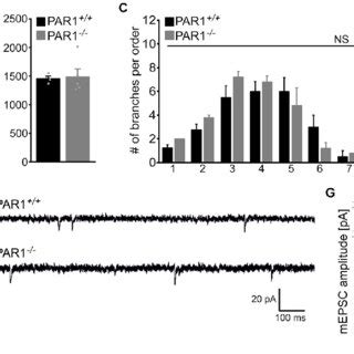 | Dendritic morphologies, spine density and excitatory synaptic ...