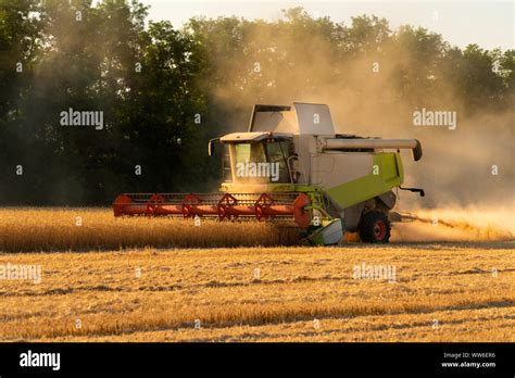 Combine Harvester Harvests Grain In The Field Stock Photo Alamy