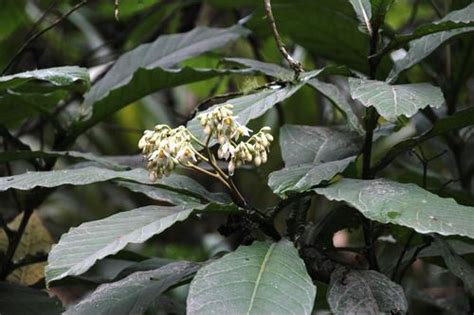 Solanum Sessile · Inaturalist Mexico