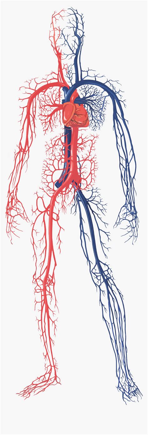 Circulatory System Human Body Blood Vessel Organ System Png Clipart