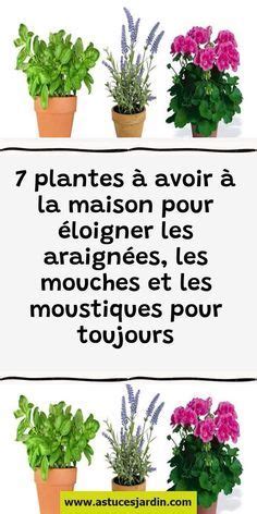 7 plantes à avoir à la maison pour éloigner les araignées les mouches