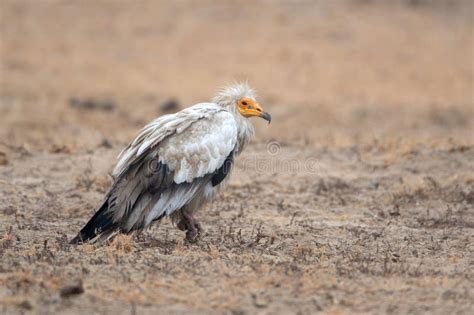 Egyptian Vulture Or Neophron Percnopterus At Jorbeer In Rajasthan