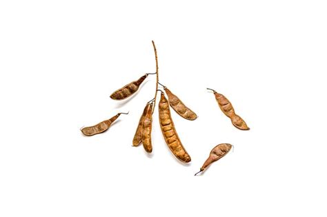 Premium Photo Acacia Seeds Pod Isolated On White Background