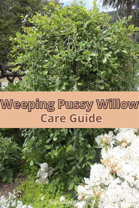 Weeping Pussy Willow A Salix Caprea Pendula Care Guide