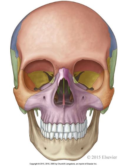 Facial Bones Diagram Quizlet