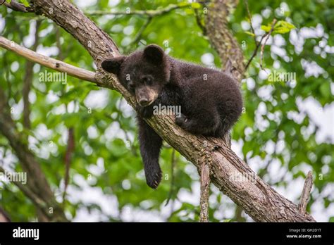 Black Bear Cubs Tree Hi Res Stock Photography And Images Alamy