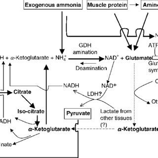 Involvement Of Glutamate Dehydrogenase Gdh Glutamine Synthetase