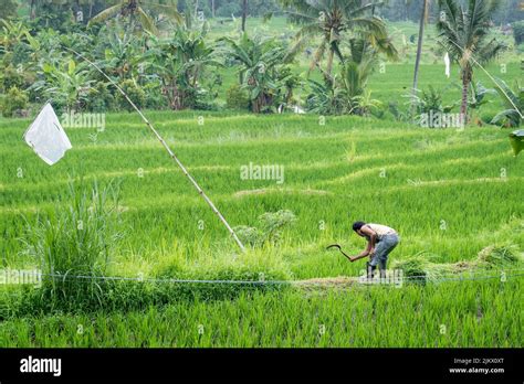 A Natural View Of The Rice Fields And Greenery In Bali Indonesia Stock
