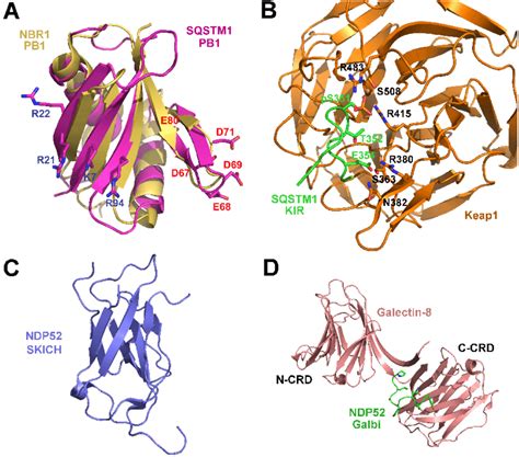 Structures Of Ubiquitin Independent Binding Domains In Autophagy