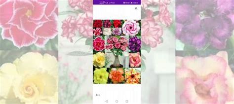 Адениум обесум махровый микс купить в Москве | Товары для дома и дачи ...