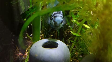 Аквариум с мальками сапфирового попугая. Пара сапфирового попугая ...