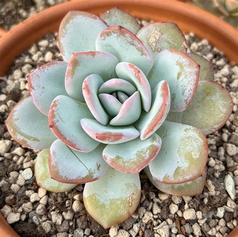 Echeveria Laui Hybrid Succulents