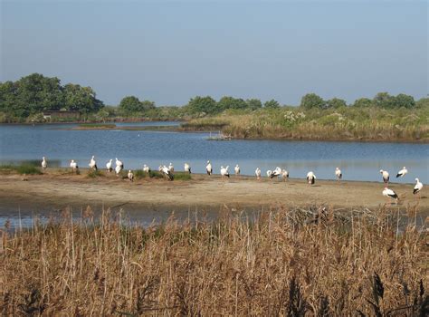 Parc Ornithologique Du Teich D Finition Et Explications