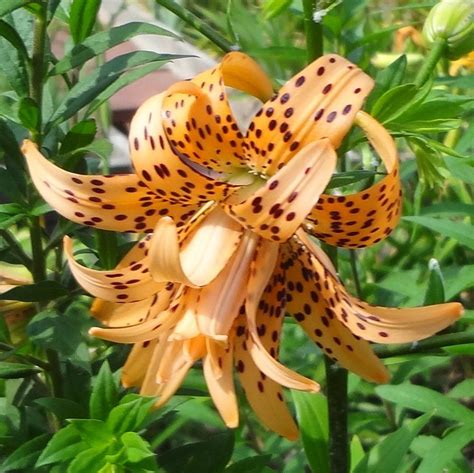 Photo Of The Bloom Of Double Tiger Lily Lilium Lancifolium Flore